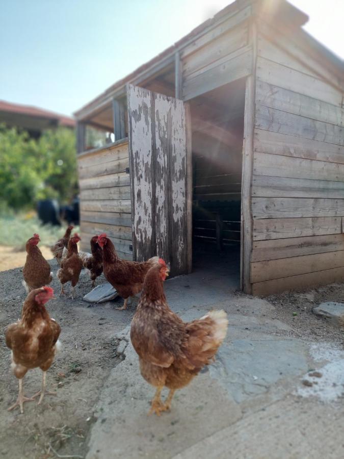 Agrikia Tis Vasilikis Apartamento Ormilia Exterior foto