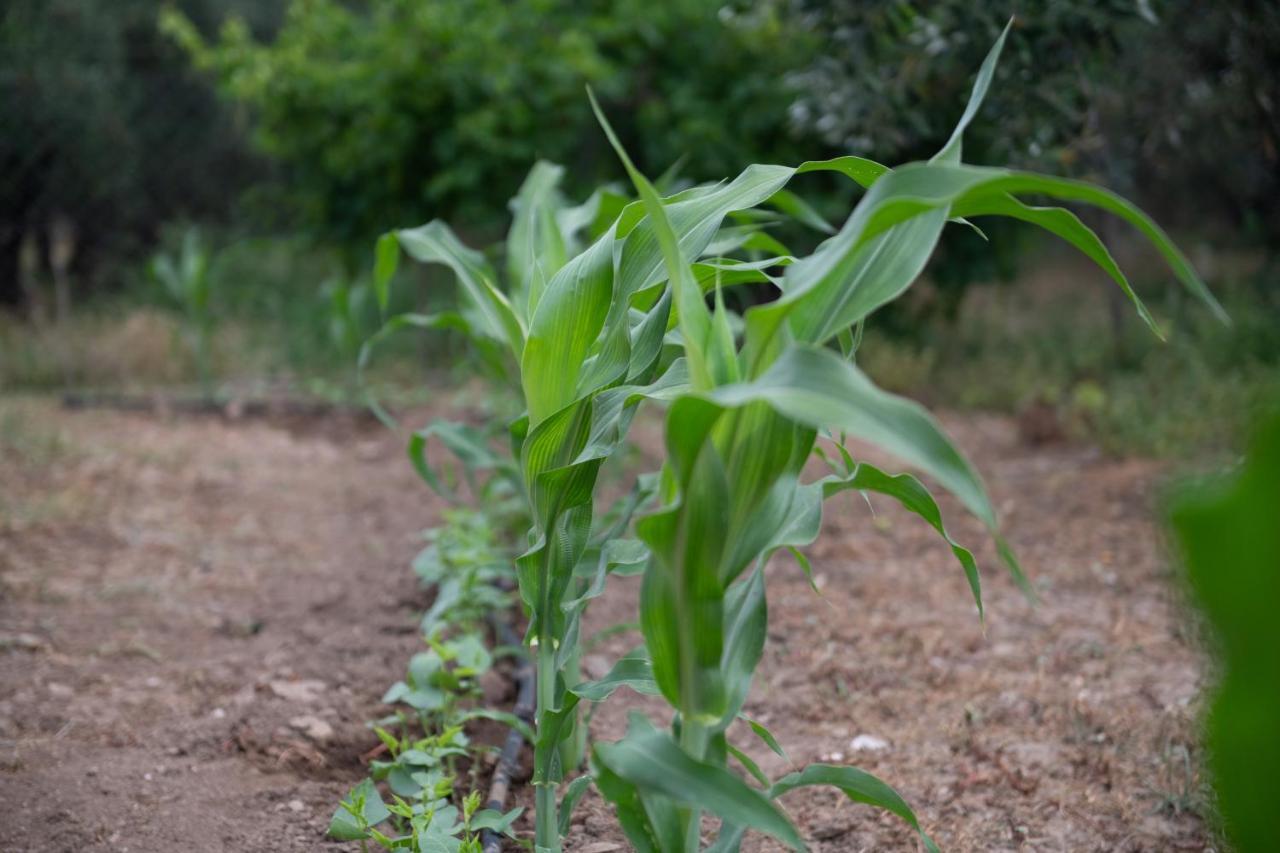 Agrikia Tis Vasilikis Apartamento Ormilia Exterior foto